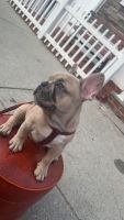 French Bulldog Puppies for sale in Lynn, MA, USA. price: $3,800