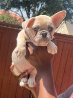 French Bulldog Puppies for sale in Norman, OK, USA. price: $1,000
