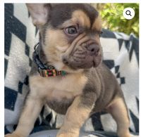 French Bulldog Puppies for sale in Moorpark, CA 93021, USA. price: $5,000