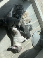 French Bulldog Puppies for sale in Fort Washington, MD 20744, USA. price: $3,500