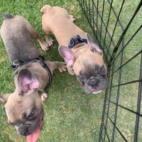 French Bulldog Puppies for sale in Oceanside, CA, USA. price: $1,500