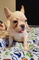 French Bulldog Puppies for sale in Riverside, CA, USA. price: $1,500