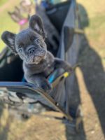 French Bulldog Puppies for sale in Downey, CA, USA. price: NA