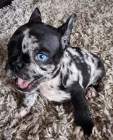 French Bulldog Puppies for sale in Newport Beach, CA, USA. price: $4,000