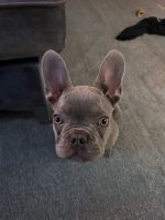 French Bulldog Puppies for sale in Bronx, NY, USA. price: NA