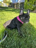 French Bulldog Puppies for sale in San Mateo, CA, USA. price: $2,500