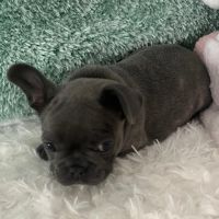French Bulldog Puppies for sale in San Francisco, CA, USA. price: $3,000