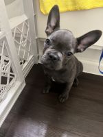 French Bulldog Puppies for sale in Downey, CA 90241, USA. price: $800