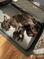 French Bulldog Puppies for sale in Birmingham, AL, USA. price: $2,800