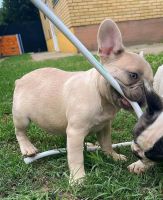 French Bulldog Puppies for sale in Union Square, New York, NY 10003, USA. price: $1,300