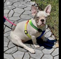 French Bulldog Puppies for sale in Denver, CO, USA. price: $2,100
