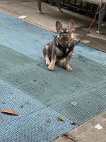 French Bulldog Puppies for sale in New York, NY 10026, USA. price: $5,000