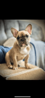 French Bulldog Puppies for sale in Denver, CO 80012, USA. price: NA