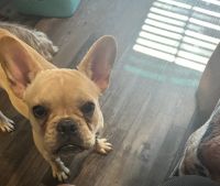 French Bulldog Puppies for sale in Oklahoma City, OK, USA. price: $900