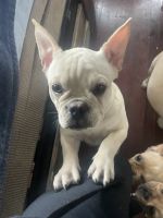 French Bulldog Puppies for sale in Seaside, CA, USA. price: NA