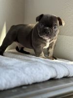 French Bulldog Puppies for sale in Riverside, CA, USA. price: $2,500