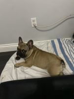 French Bulldog Puppies for sale in Kendall West, FL, USA. price: $4,000