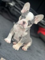 French Bulldog Puppies for sale in Alexandria, VA, USA. price: $5,000