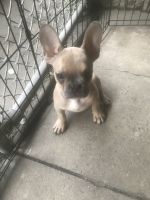 French Bulldog Puppies for sale in Philadelphia, PA, USA. price: $3,300