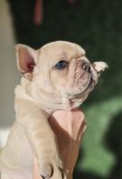 French Bulldog Puppies for sale in Lake Worth, FL, USA. price: $5,500