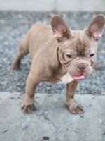French Bulldog Puppies for sale in Buckhead, Atlanta, GA, USA. price: NA