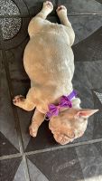 French Bulldog Puppies for sale in Los Angeles, CA, USA. price: $2,300