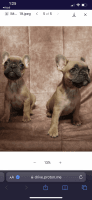 French Bulldog Puppies for sale in Watertown, WI, USA. price: $7,500