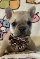 French Bulldog Puppies for sale in Circleville, NY 10919, USA. price: NA