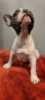 French Bulldog Puppies for sale in Los Angeles, CA, USA. price: $1,500