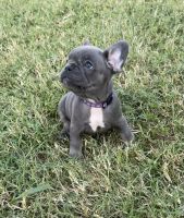 French Bulldog Puppies for sale in Yellville, AR 72687, USA. price: NA