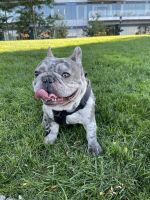 French Bulldog Puppies for sale in Methuen, MA 01844, USA. price: $2,000