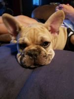 French Bulldog Puppies for sale in Whitewater, WI 53190, USA. price: $3,000