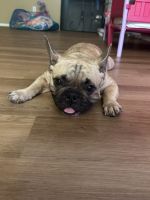 French Bulldog Puppies for sale in 1401 NE Inner Loop, Georgetown, TX 78626, USA. price: $3,000