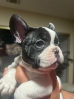 French Bulldog Puppies for sale in Moreno Valley, CA 92553, USA. price: $2,000