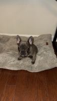 French Bulldog Puppies for sale in Summerville, SC, USA. price: $2,000