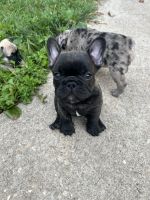 French Bulldog Puppies for sale in Wilmington, DE, USA. price: $4,000