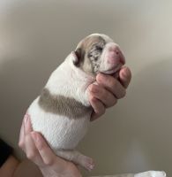 French Bulldog Puppies for sale in Ventura, CA, USA. price: NA