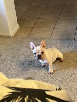 French Bulldog Puppies for sale in San Fernando Valley, CA, USA. price: $1,500