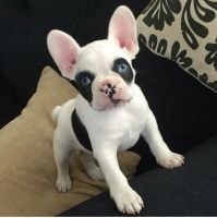 French Bulldog Puppies for sale in Winston-Salem, NC, USA. price: $750