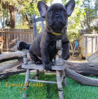 French Bulldog Puppies for sale in Fairfield, CA 94534, USA. price: $3,500