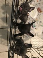 French Bulldog Puppies for sale in Tallahassee, FL 32308, USA. price: $1,700