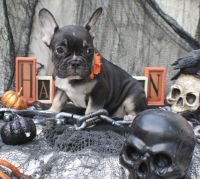 French Bulldog Puppies for sale in Moorpark, CA 93021, USA. price: $2,000