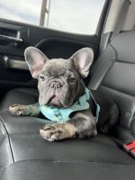 French Bulldog Puppies for sale in Tracy, CA, USA. price: $1,800