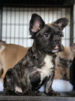 French Bulldog Puppies for sale in San Francisco Bay Area, CA, USA. price: $4,000