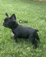 French Bulldog Puppies for sale in Yucaipa, CA, USA. price: $3,000