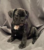 French Bulldog Puppies for sale in Covina, CA, USA. price: $2,500