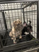 French Bulldog Puppies for sale in Jacksonville, FL 32277, USA. price: $2,500