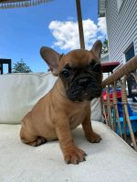 French Bulldog Puppies for sale in Union Square, New York, NY 10003, USA. price: $1,500