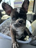French Bulldog Puppies for sale in Moreno Valley, CA, USA. price: $3,500