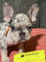 French Bulldog Puppies for sale in Auburn, AL, USA. price: $3,500
